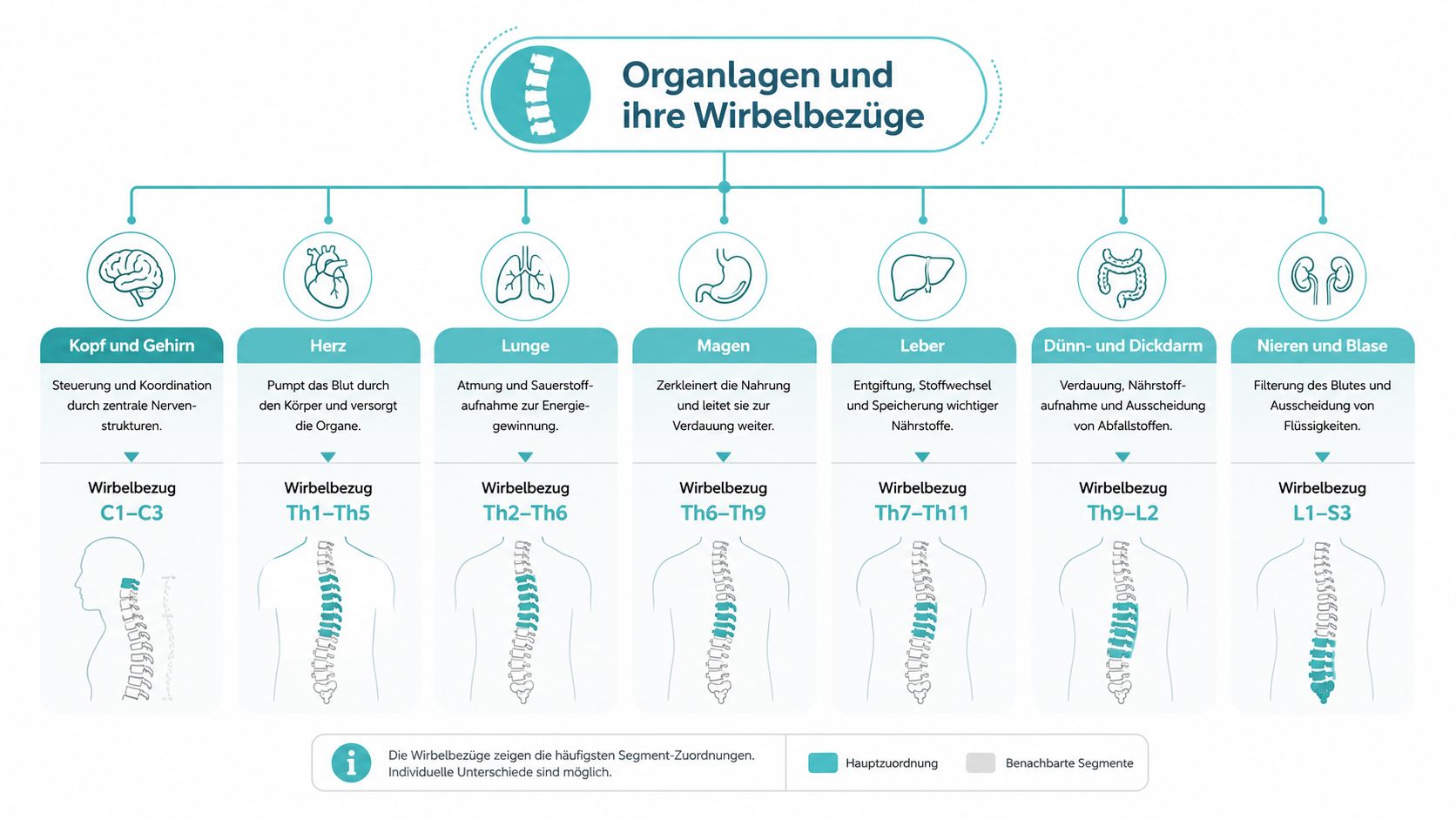 Übersichtsgrafik über die Zuordnung einzelner menschlicher Organe zu den entsprechenden Wirbelsäulensegmenten für eine bessere anatomische Orientierung.