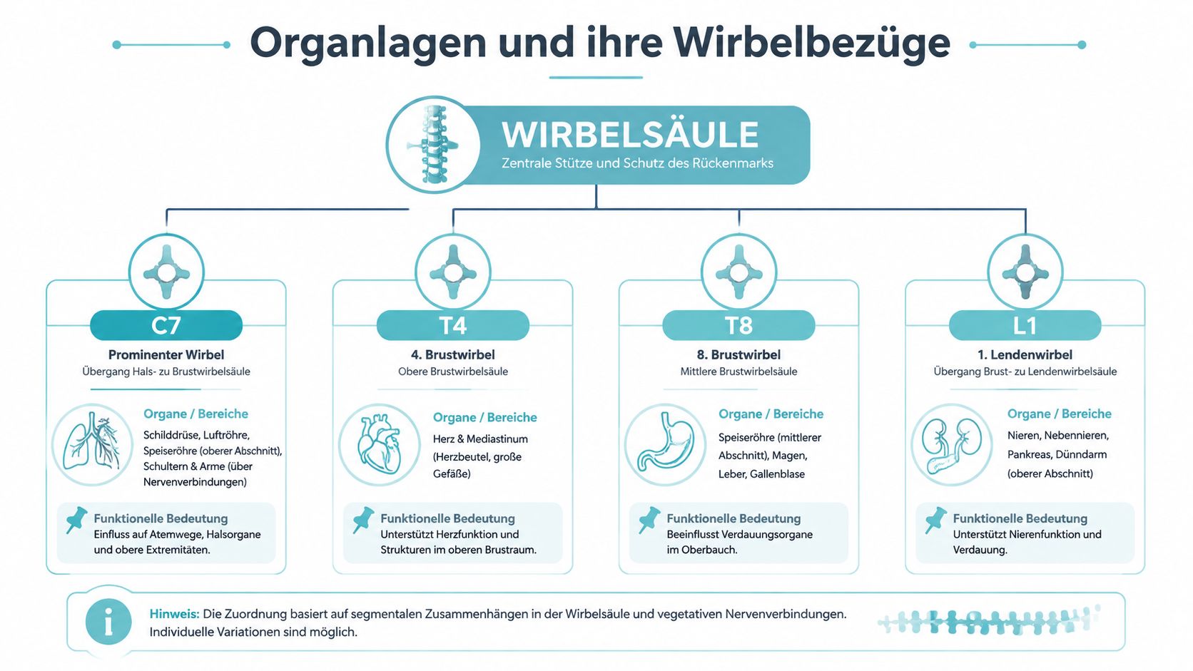 Übersichtsgrafik zur Verbindung zwischen Wirbelsäulensegmenten und den zugehörigen menschlichen Organen sowie Körperbereichen.