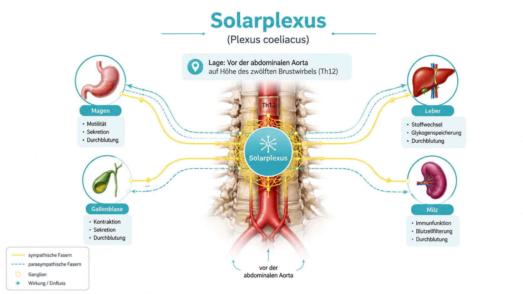 Grafische Darstellung des Solarplexus mit Nervenbahnen zu Magen, Leber, Gallenblase und Milz sowie dessen anatomische Lage.