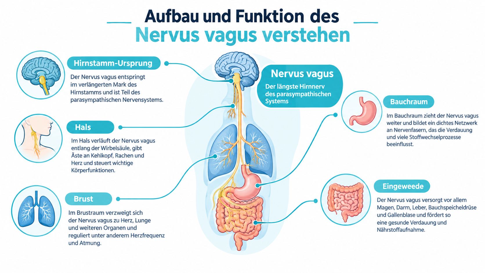 Infografik zum anatomischen Verlauf und zur Funktion des Vagusnervs vom Hirnstamm bis in den Bauchraum.